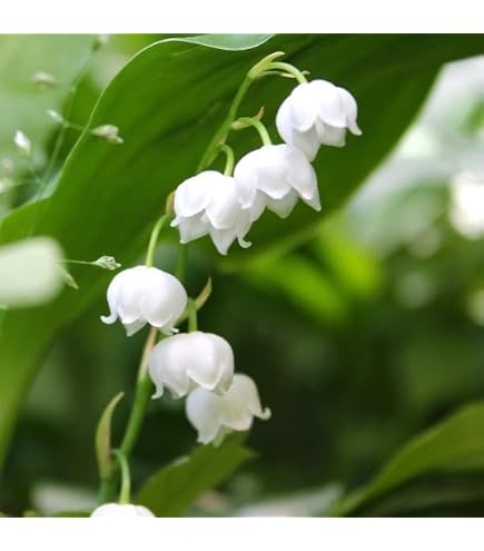 Amazon | スズラン 3本セット | 植木